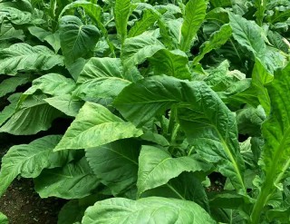 What kind of fertilizer is good for tobacco? Tobacco yields 100% more chitin roots!